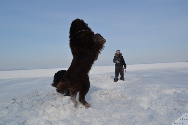 Фото: ньюфаундленд Aquatoriya Kelvin Riverdance (Акватория Келвин Риверданс)