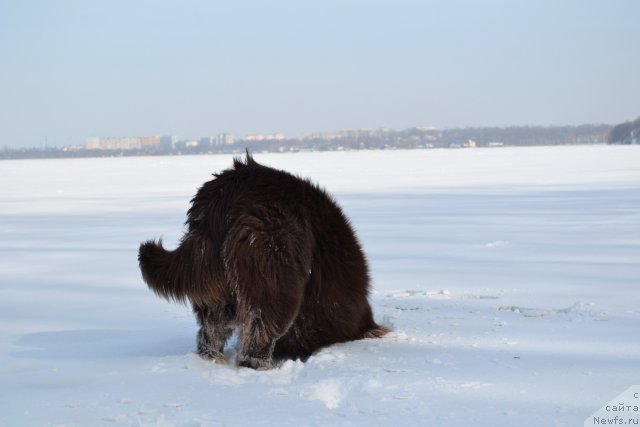 Фото: ньюфаундленд Aquatoriya Kelvin Riverdance (Акватория Келвин Риверданс)