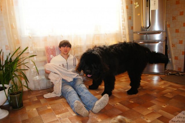 Фото: ньюфаундленд Ruby Shine iz Medvejyego  Yara (Руби Шайн из Медвежьего Яра), Aleksandr Mironenko (Александр Мироненко)