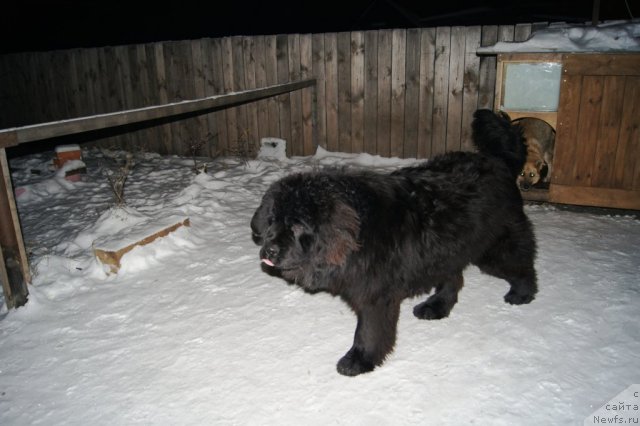Фото: ньюфаундленд Ruby Shine iz Medvejyego  Yara (Руби Шайн из Медвежьего Яра)