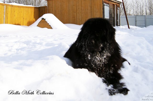 Фото: ньюфаундленд Byella Moss Cellarius (Бэлла Мосс Целлариус)