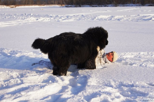Фото: ньюфаундленд Ruby Shine iz Medvejyego  Yara (Руби Шайн из Медвежьего Яра), Aleksandr Mironenko (Александр Мироненко)