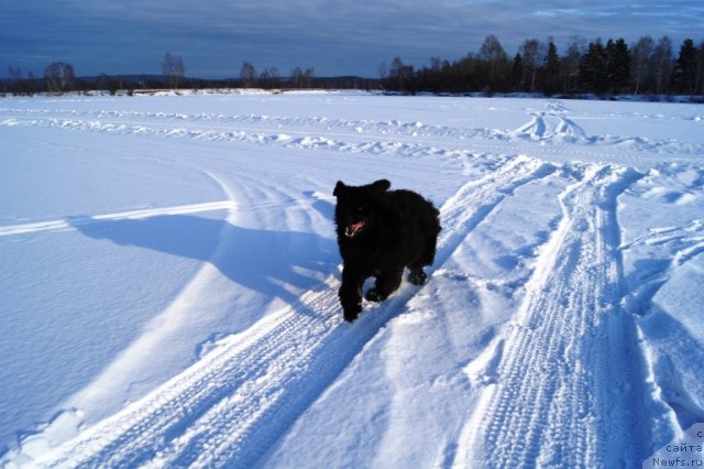 Фото: ньюфаундленд Ruby Shine iz Medvejyego  Yara (Руби Шайн из Медвежьего Яра)
