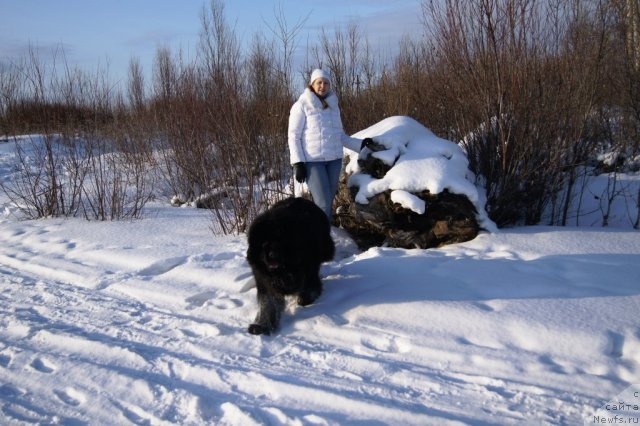 Фото: ньюфаундленд Ruby Shine iz Medvejyego  Yara (Руби Шайн из Медвежьего Яра)