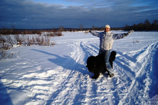Фото: ньюфаундленд Ruby Shine iz Medvejyego  Yara (Руби Шайн из Медвежьего Яра), Aleksandr Mironenko (Александр Мироненко)
