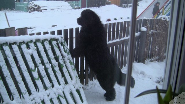 Фото: ньюфаундленд Ruby Shine iz Medvejyego  Yara (Руби Шайн из Медвежьего Яра)