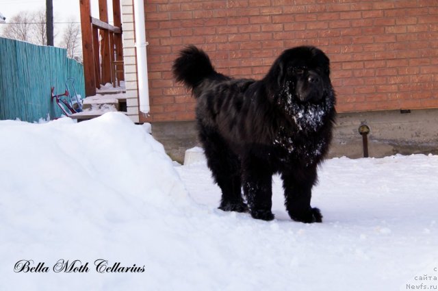 Фото: ньюфаундленд Byella Moss Cellarius (Бэлла Мосс Целлариус)