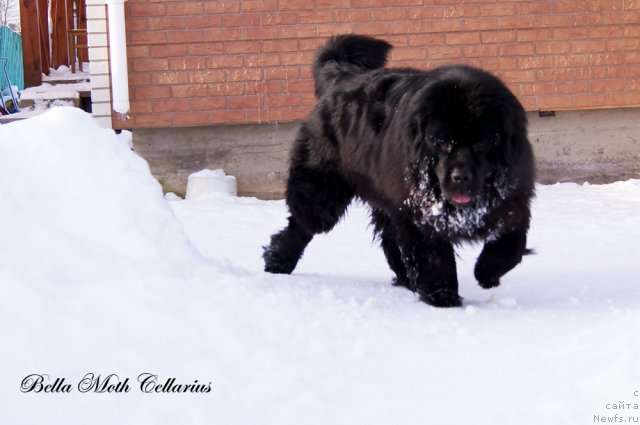 Фотография № 115475