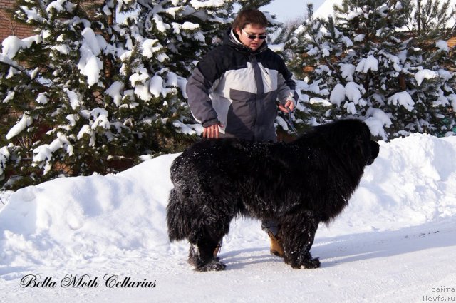 Фото: ньюфаундленд Byella Moss Cellarius (Бэлла Мосс Целлариус)