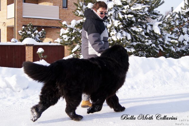 Фотография № 115483