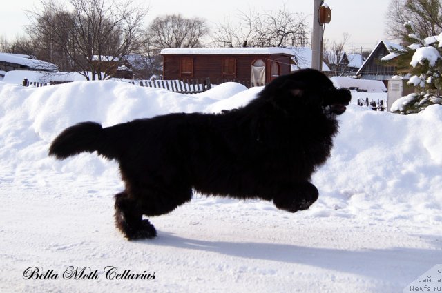 Фотография № 115485