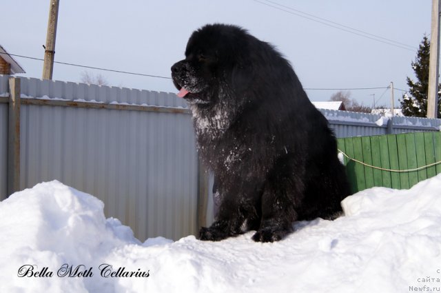 Фотография № 115487