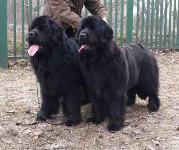 Фото: ньюфаундленд Plushevaya Panda Vanessa Mey (Плюшевая Панда Ванесса Мэй)