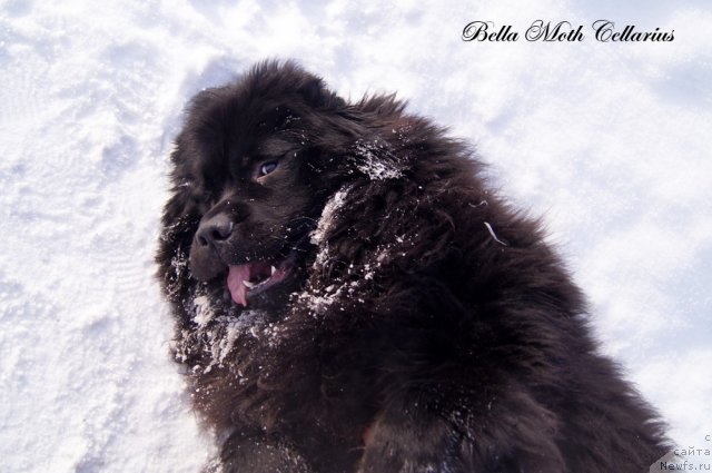 Фотография № 115491