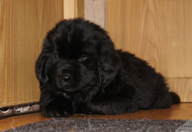 Фото: ньюфаундленд Soul of Rouz Arlin (Соул оф Роуз Арлин)