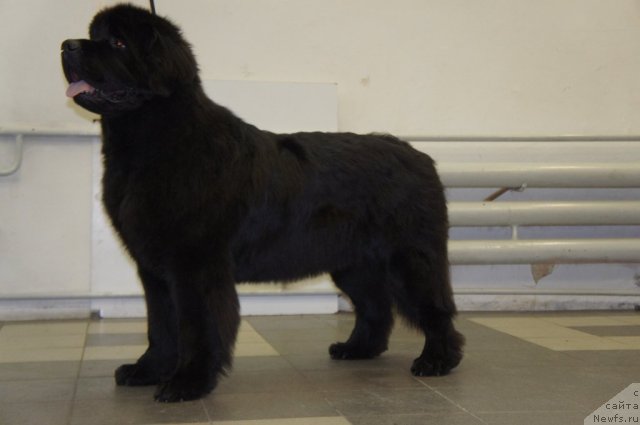 Фотография № 115507