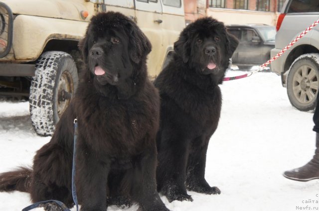 Фотография № 115509