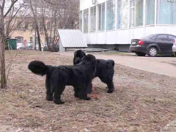 Фото: ньюфаундленд Plushevaya Panda Vikar (Плюшевая Панда Викар)