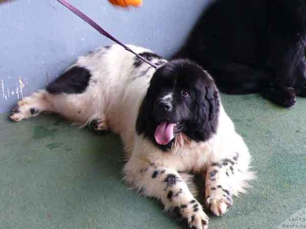 Фото: ньюфаундленд Plushevaya Panda Deniza Dlja  Berega Dona (Плюшевая Панда Дениза для Берега Дона)