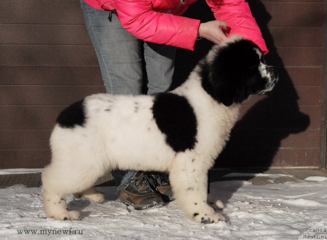 Фото: ньюфаундленд Sent Djons Vanilla Ice (Сент Джонс Ванилла Айс)