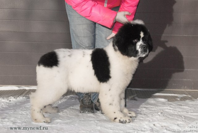 Фото: ньюфаундленд Sent Djons Vanilla Ice (Сент Джонс Ванилла Айс)