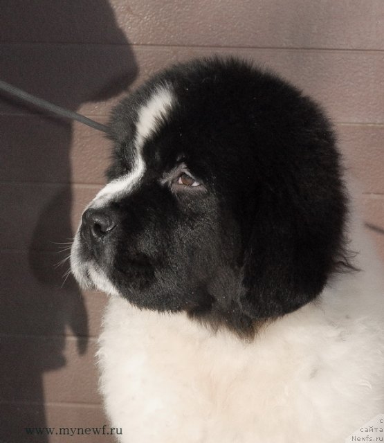 Фото: ньюфаундленд Sent Djons Vanilla Ice (Сент Джонс Ванилла Айс)