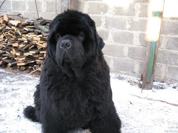 Фото: ньюфаундленд Yuzhny Sharm iz Medvejyego Yara (Южный Шарм из Медвежьего Яра)