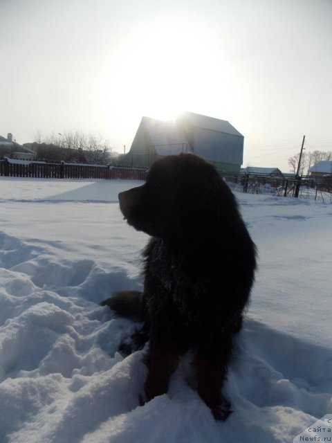 Фото: ньюфаундленд Kaiden Playful (Кайден Плейфул)