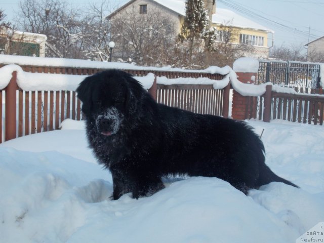 Фото: ньюфаундленд Kaiden Playful (Кайден Плейфул)