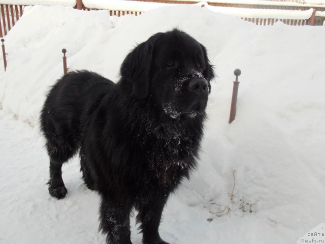 Фото: ньюфаундленд Kaiden Playful (Кайден Плейфул)