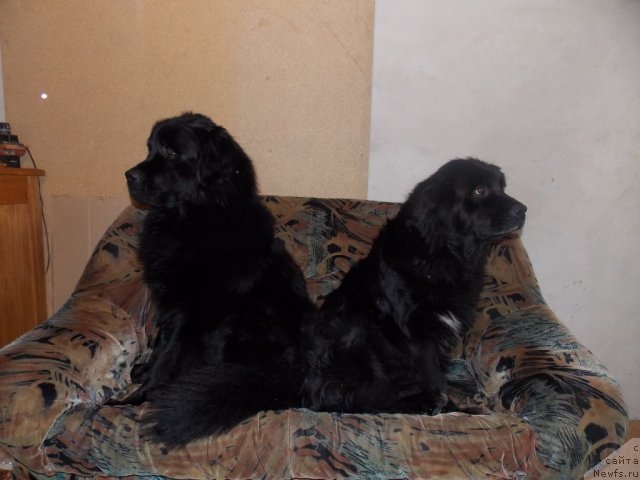 Фото: ньюфаундленд Kaiden Playful (Кайден Плейфул), Лора