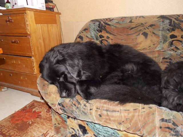 Фото: ньюфаундленд Kaiden Playful (Кайден Плейфул)