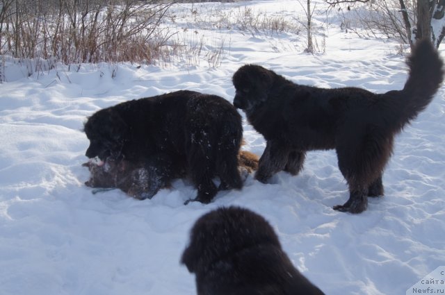Фото: ньюфаундленд Masyanya Grand Byebi (Масяня Гранд Бэби), ньюфаундленд Ocharovashka s Berega Dona (Очаровашка с Берега Дона), ньюфаундленд Sent Djons Lesnaya Feya (Сент Джонс Лесная Фея)