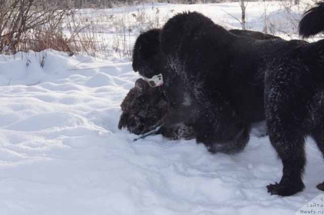 Фото: ньюфаундленд Masyanya Grand Byebi (Масяня Гранд Бэби), ньюфаундленд Ocharovashka s Berega Dona (Очаровашка с Берега Дона), ньюфаундленд Beguschaya po Volnam Foget Mi Not (Бегущая по Волнам Фогет Ми Нот)