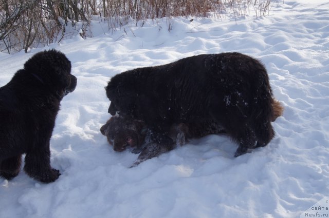 Фотография № 115555