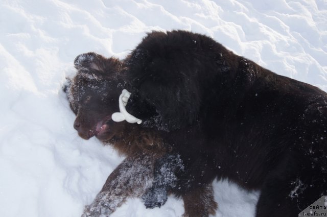 Фотография № 115556