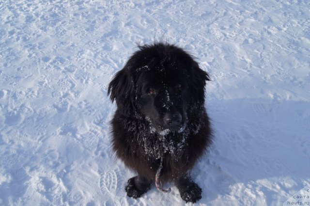 Фотография № 115557