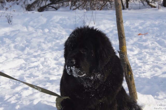 Фотография № 115559