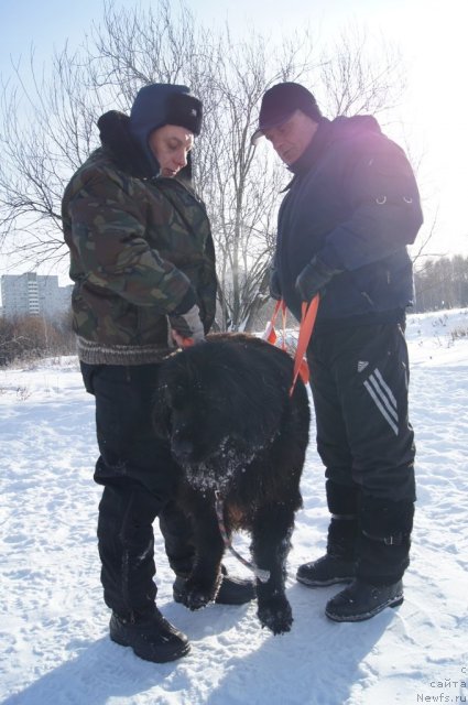 Фото: Galina Artyushina (Галина Артюшина), ньюфаундленд Masyanya Grand Byebi (Масяня Гранд Бэби), Александр Бурмистров