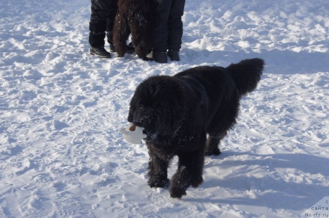 Фотография № 115563