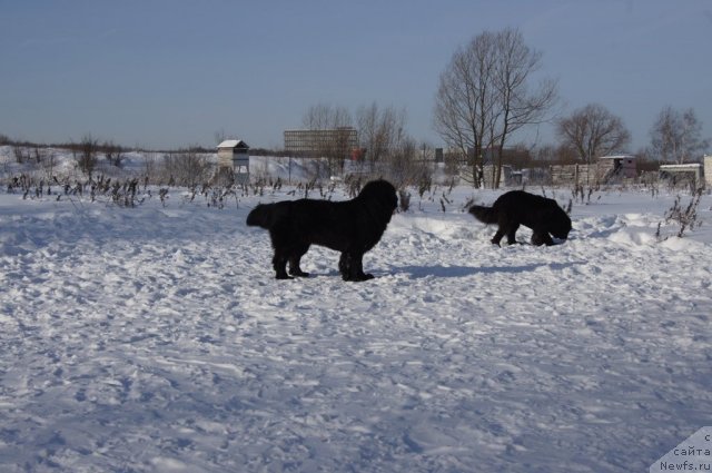 Фото: ньюфаундленд Beguschaya po Volnam Foget Mi Not (Бегущая по Волнам Фогет Ми Нот), ньюфаундленд Sent Djons Lesnaya Feya (Сент Джонс Лесная Фея)