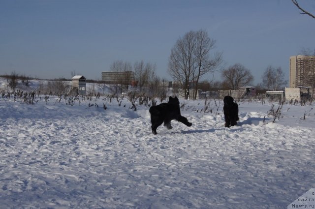 Фото: ньюфаундленд Beguschaya po Volnam Foget Mi Not (Бегущая по Волнам Фогет Ми Нот), ньюфаундленд Sent Djons Lesnaya Feya (Сент Джонс Лесная Фея)