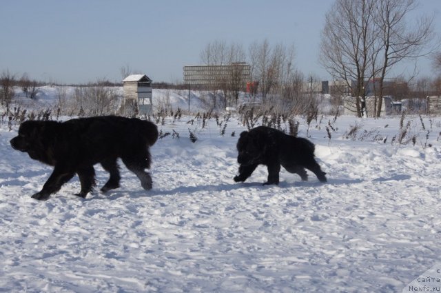 Фото: ньюфаундленд Sent Djons Lesnaya Feya (Сент Джонс Лесная Фея), ньюфаундленд Beguschaya po Volnam Foget Mi Not (Бегущая по Волнам Фогет Ми Нот)