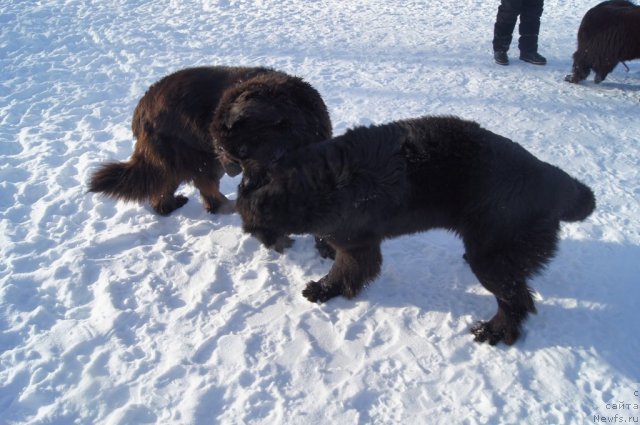 Фотография № 115569