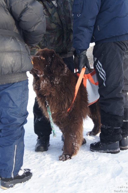 Фото: ньюфаундленд Ocharovashka s Berega Dona (Очаровашка с Берега Дона)