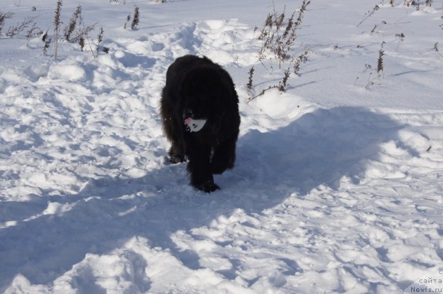 Фото: ньюфаундленд Sent Djons Lesnaya Feya (Сент Джонс Лесная Фея)