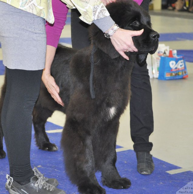 Фотография № 115579