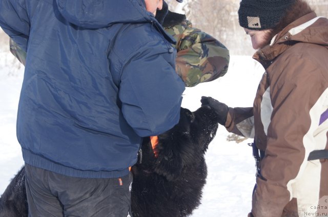 Фото: ньюфаундленд Beguschaya po Volnam Foget Mi Not (Бегущая по Волнам Фогет Ми Нот), Aleksandra Fetisova (Александра Фетисова)