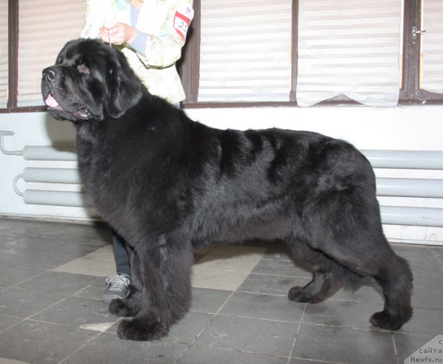 Фото: ньюфаундленд Beguschaya po Volnam Deal Me In (Бегущая по Волнам Деал Ме Ин)