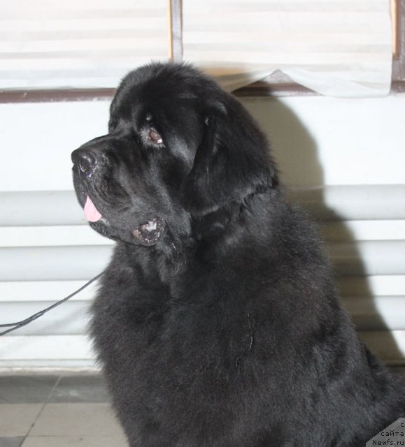 Фото: ньюфаундленд Beguschaya po Volnam Deal Me In (Бегущая по Волнам Деал Ме Ин)